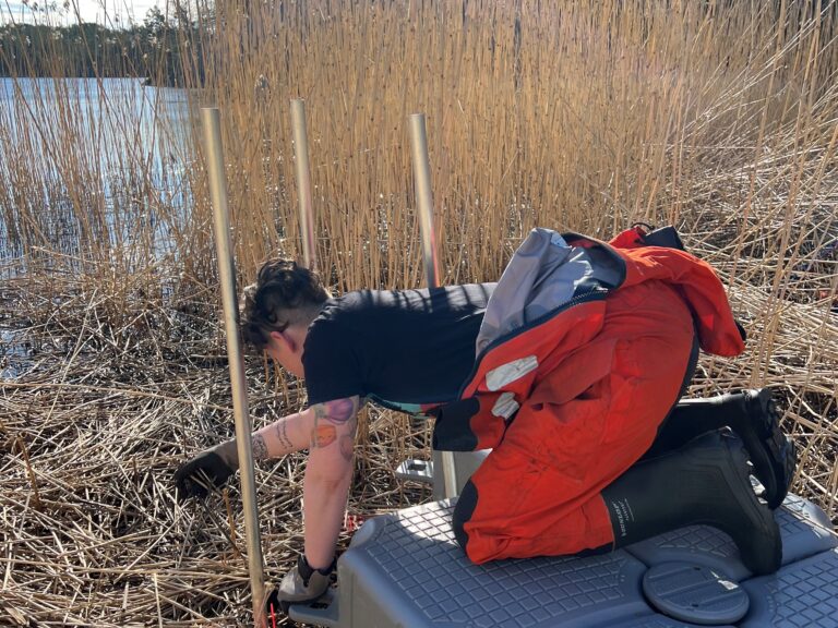 Researcher in the reed bed