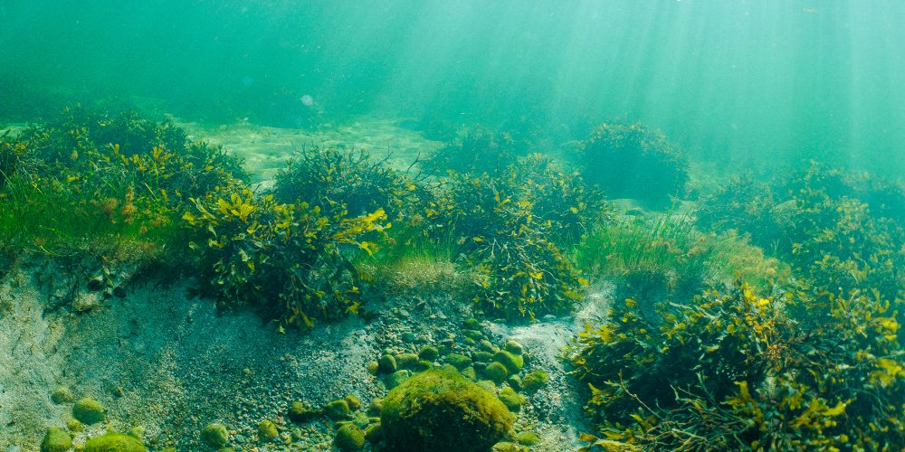 Marine Biodiversity
